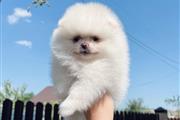 $500 : Pomeranian puppies thumbnail