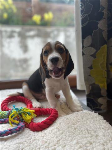 $500 : Beagle Puppies Available image 2