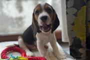 $500 : Beagle Puppies Available thumbnail