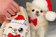 $400 : chihuahua puppy long haired thumbnail