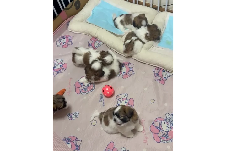 $350 : Cachorros Shihtzu en venta image 1