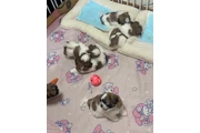 Cachorros Shihtzu en venta en Indianapolis