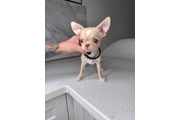 $300 : Teacup Chihuahua puppies thumbnail