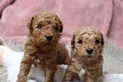 Quality Red toy poodle puppies en Reno