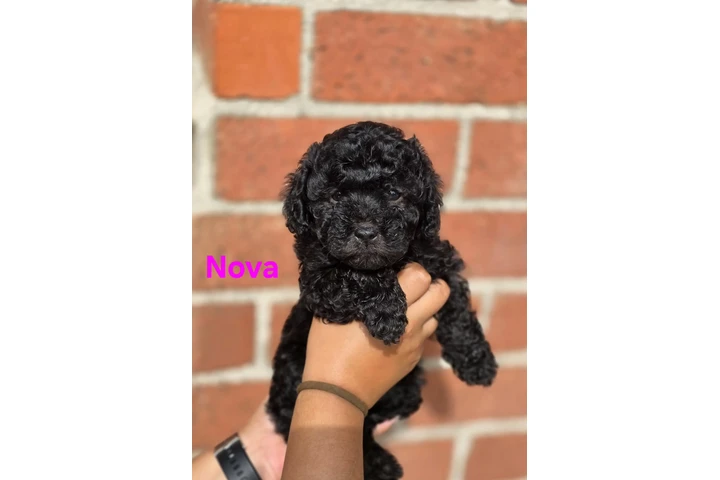 $350 : Maltipoo image 3