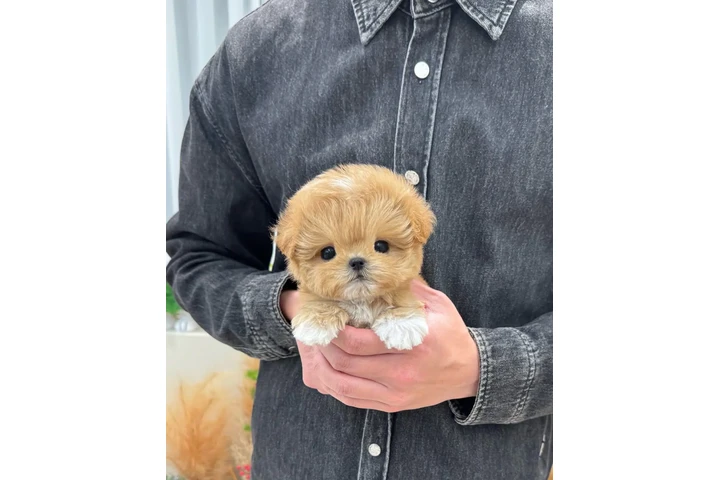 $350 : MALTIPOO EN VENTA image 2