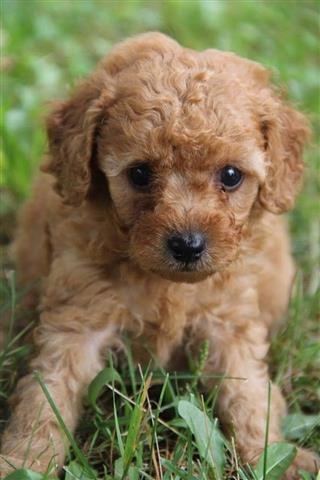 $500 : cute poodle puppies image 3