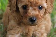 $500 : cute poodle puppies thumbnail