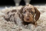 $400 : Sweet Dachshund Puppies thumbnail