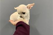 $250 : Cachorro Chihuahua thumbnail