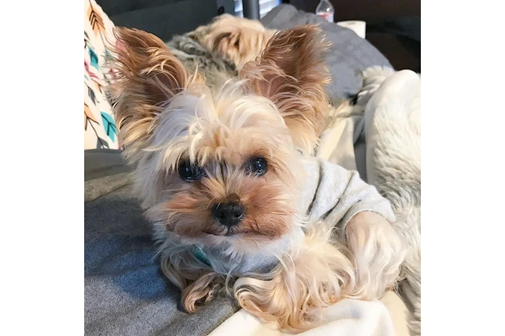 $500 : YORKIE HERMOSO 4 MESES image 1