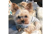 YORKIE HERMOSO 4 MESES en Fresno