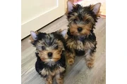 Yorkshire terrier precio en Boston