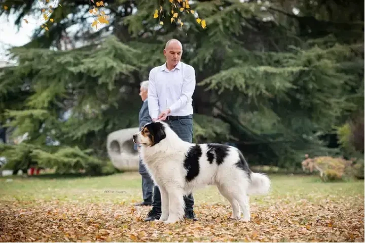 $1000 : Adorable Male Tornjak Puppy image 5