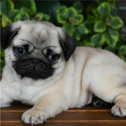 $500 : Cute pug puppies for sale. image 2