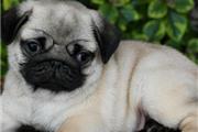 $500 : Cute pug puppies for sale. thumbnail