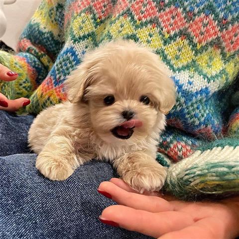 $350 : MALTIPOO EN VENTA image 2