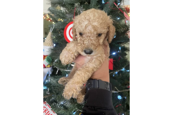 $850 : Standar Golden doodle puppies image 1