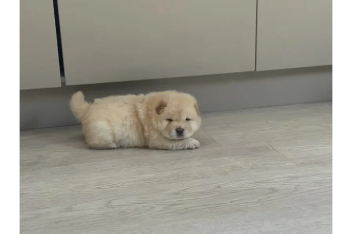 $310 : Cachorros Chow Chow disponible image 2