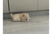 $310 : Cachorros Chow Chow disponible thumbnail
