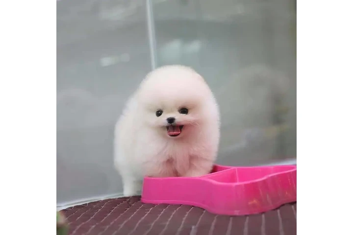 $350 : cachorros de Pomerania image 3