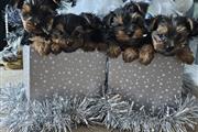 $500 : Adorable yorkies Puppies thumbnail
