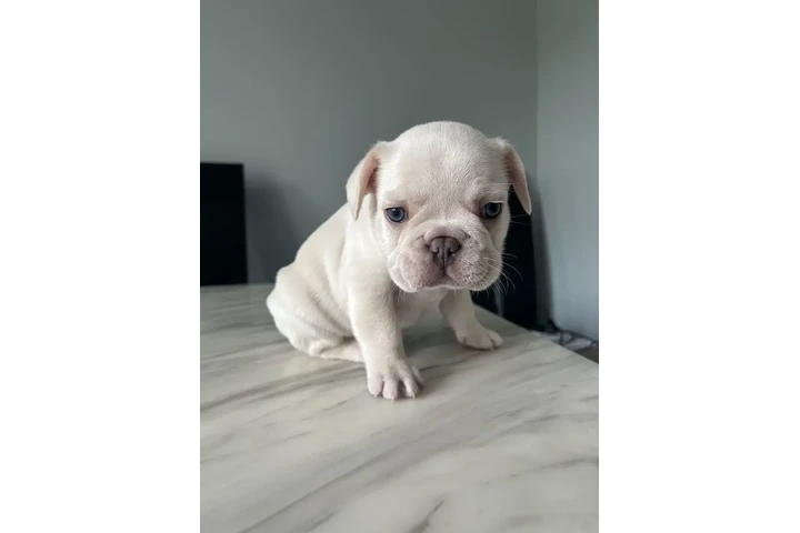 $250 : French Bulldog image 1