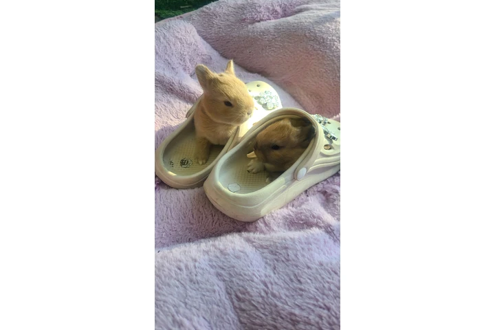 $30 : hermosos conejitos image 3