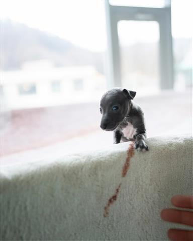 $300 : Chihuahua image 3