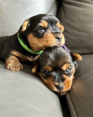 $450 : outstanding yorkie puppies image 6