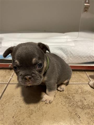 $500 : Cachorros de bulldog francés image 9