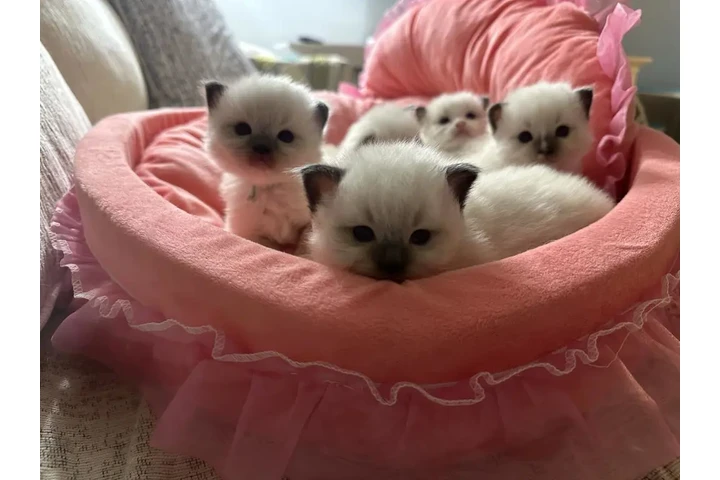 $380 : Gatitos Ragdoll Azules image 2