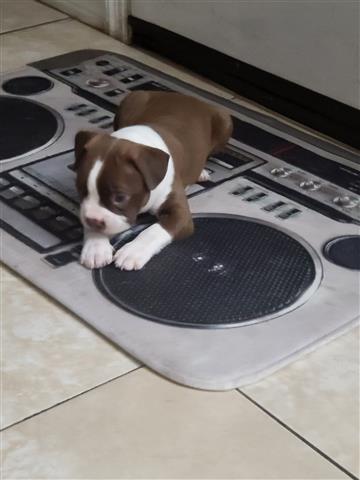 $800 : Boston terrier puppy image 3