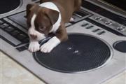 $800 : Boston terrier puppy thumbnail