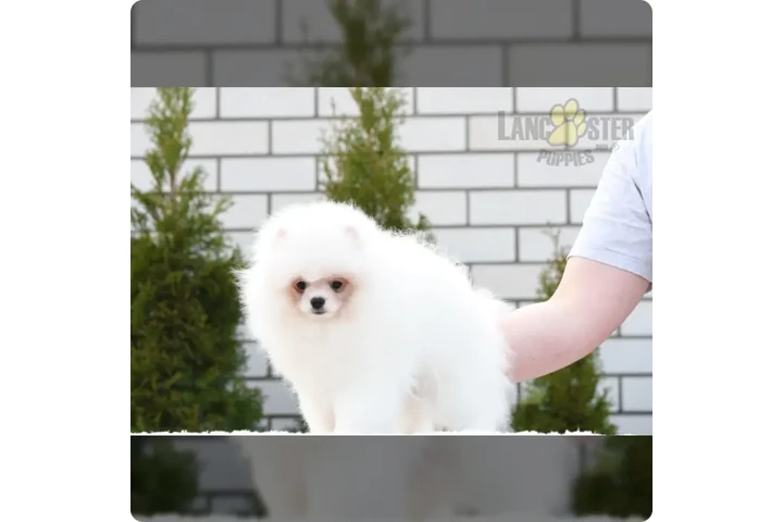 $900 : Pomeranian puppies image 4