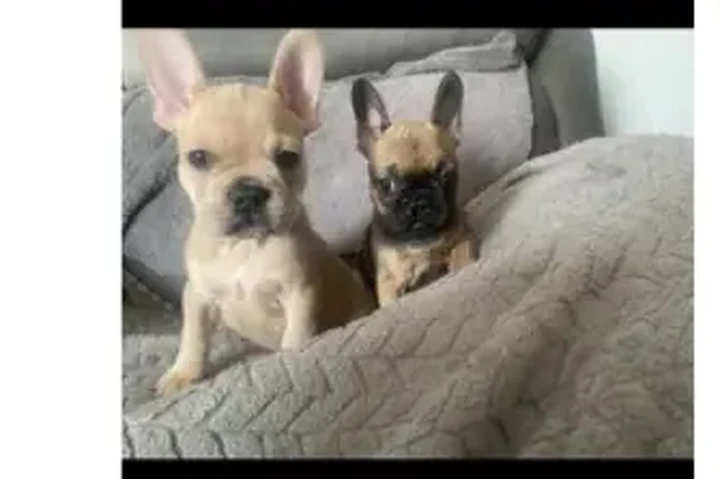 $1100 : FRENCH BULL DOG PUPPIES 8 wks image 5