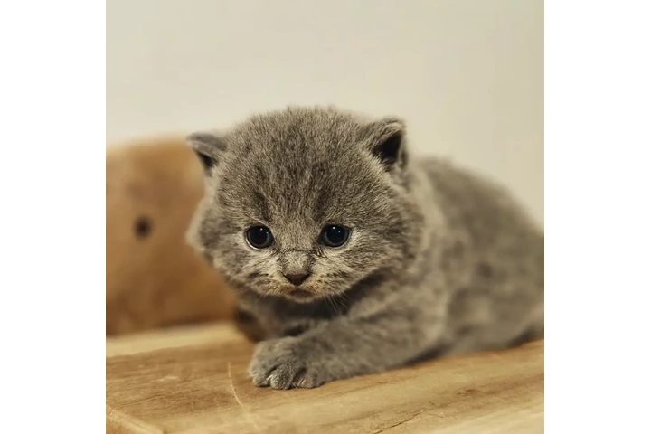 $240 : British Shorthair azul listo image 2