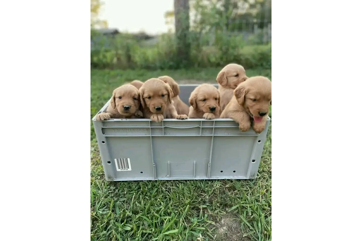 $350 : Cachorros Golden Retriever image 1