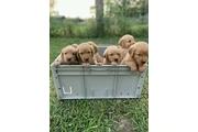 Cachorros Golden Retriever en New York