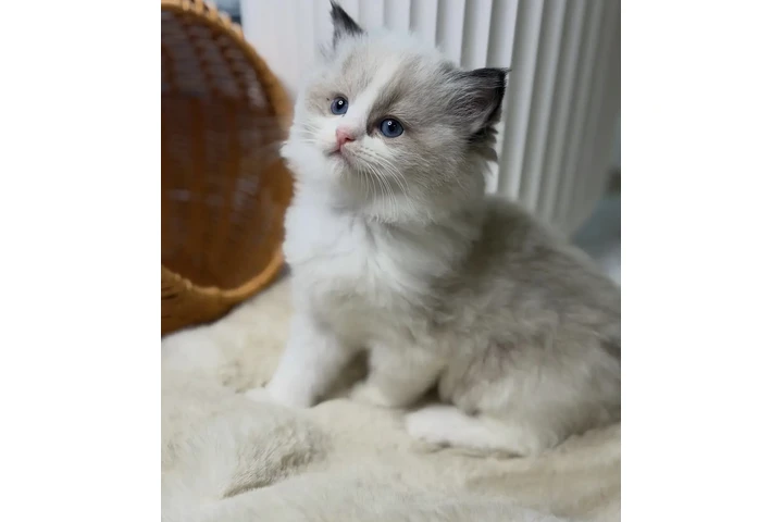 $300 : Ragdoll Kittens For Sale image 2
