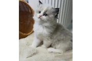 $300 : Ragdoll Kittens For Sale thumbnail