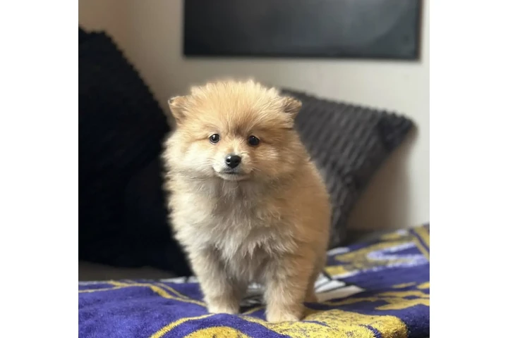 $60 : Pure Pomeranian  available image 1