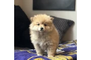 Pure Pomeranian  available en Jackson