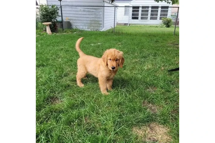 $350 : Cachorros Golden Retriever image 4