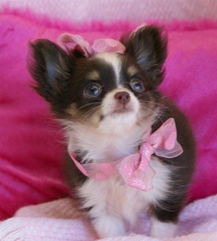 $300 : Chihuahua miniatura disponible image 1