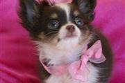 Chihuahua miniatura disponible en Rochester