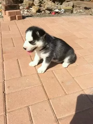 $550 : Buy Siberian Husky Puppies image 2