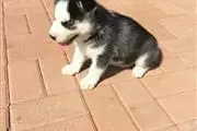 $550 : Buy Siberian Husky Puppies thumbnail