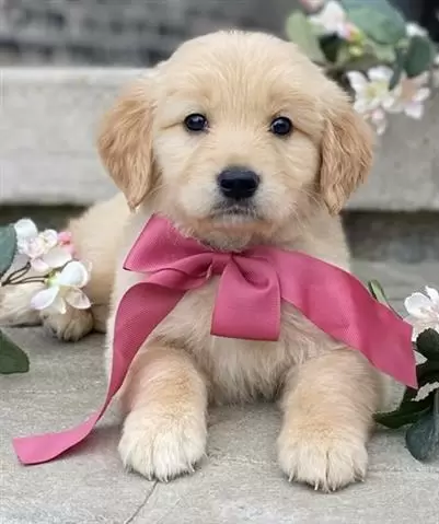 $350 : Golden retriever puppy for sal image 1