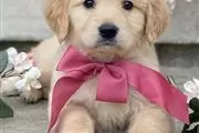 Golden retriever puppy for sal en Philadelphia